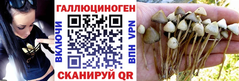 продажа наркотиков kraken tor Галлюциногенные грибы Magic Shrooms площадка какой сайт Плавск